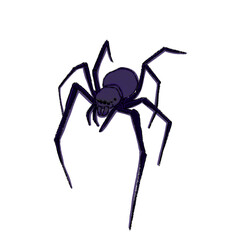 spider isolated on white background