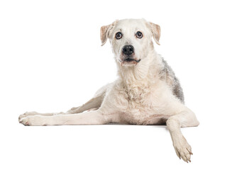 Obraz premium Crossbreed dog lying down and looking up on white background