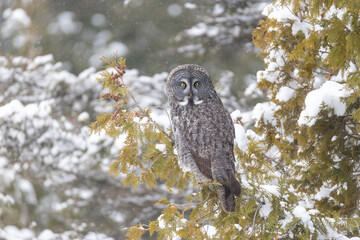 Great Gray Owl