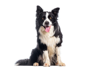 Obraz premium Border collie dog sitting and panting on white background