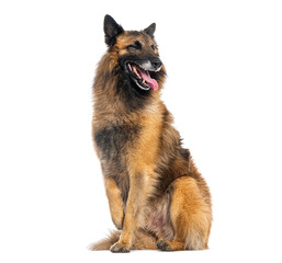 Belgian shepherd dog, tervuren, panting and sitting on white background