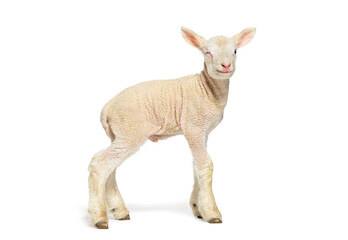 Cute lamb winking and smiling on white background