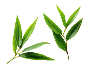 Obraz premium Close-up of three vibrant green leaves. They are sharply defined, with a slightly textured appearance, and are arranged in an angled, overlapping pattern