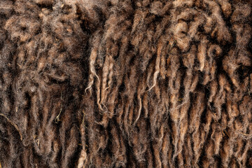 Close up of brown sheep wool showing soft texture and natural fibers
