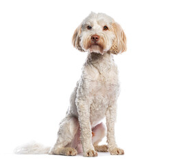 White Australian Cobberdog sitting and looking at camera