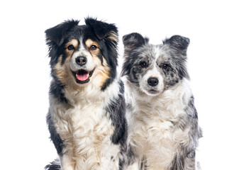 Two border collie dogs posing on white background