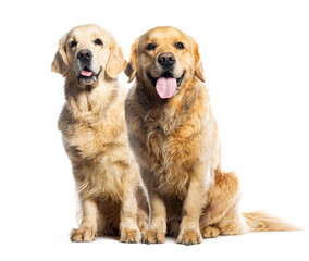 Obraz premium Two golden retrievers sitting and panting on white background