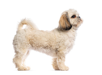 Adorable shih tzu dog standing and looking up with curiosity