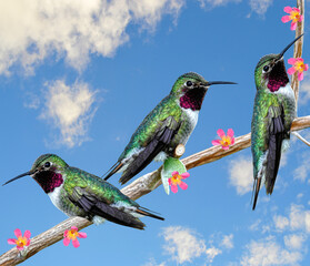 Three Hummingbirds perched on a branch of a Floss Silt tree