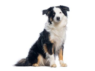 Miniature American Shepherd dog sitting and looking up on white background