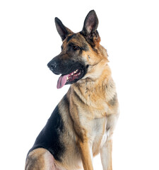 German shepherd dog sitting and panting on white background