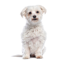 White mixed breed dog sitting and looking forward on white background