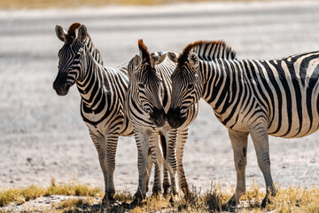 Wild Zebras Grazing in Herd and also Crossing Dirt Road in Front of Offroad Vehicle in Makgadikgadi Pans, Botswana © Taskina