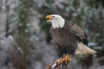 Bald Eagle