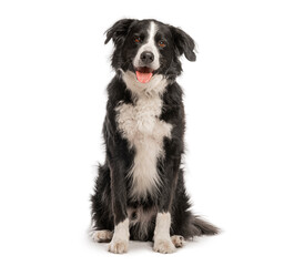 Fototapeta na wymiar Border collie sitting and panting on white background