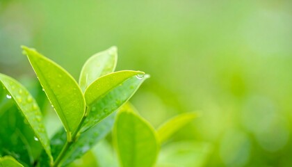 Fototapeta premium Fresh green leaves after rain offer a refreshing view of nature