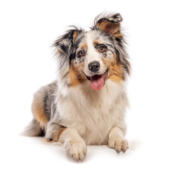 Obraz na płótnie Canvas Australian shepherd dog lying down and panting on white background