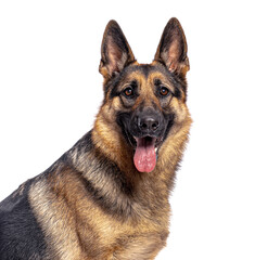 German shepherd dog panting and looking forward on a white background
