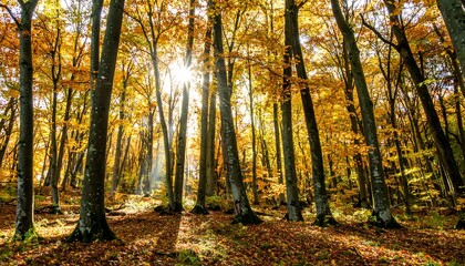 Obraz premium Autumn forest sunbeams