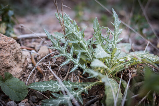 Hierbas que parecen cactus 