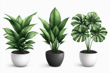 Fototapeta premium Three Indoor Plants Growing in Soil on White Background