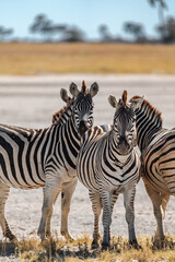 Fototapeta premium Wild Zebras Grazing in Herd and also Crossing Dirt Road in Front of Offroad Vehicle in Makgadikgadi Pans, Botswana