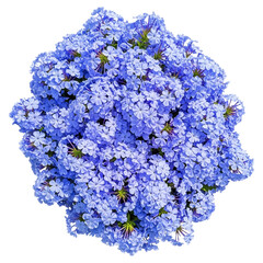Vibrant blue plumbago flowers forming a full cluster, ideal for spring wedding invitations, tranquil spa branding, Mother's Day cards, and fresh design projects,