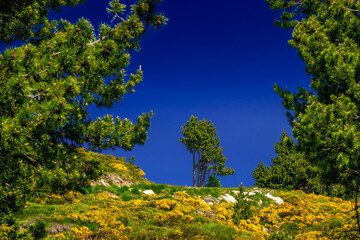 Fototapeta premium Mountain landscape of the Pyrenees in summer in the South of France. Pastures and forests in Font Romeu.