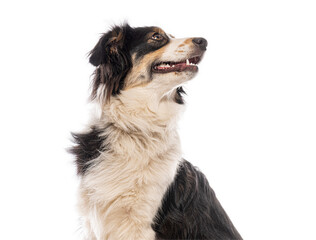 Australian shepherd dog looking up with interest, isolated on white background