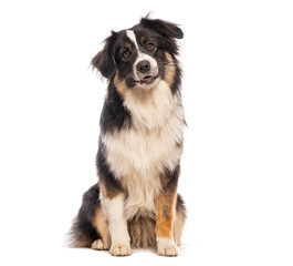 Adorable australian shepherd dog sitting and tilting its head with a curious expression, isolated on a white background
