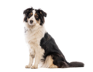 Fototapeta premium Australian shepherd dog sitting and looking at camera against white background