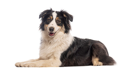 Studio shot of adorable australian shepherd dog lying down and panting on white background