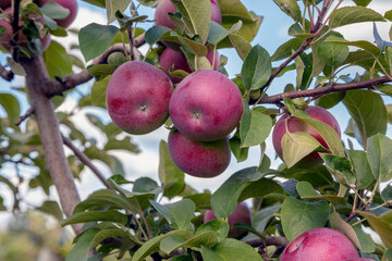 Red apples hanging on apple tree branches with green and brown leaves