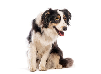 Border collie sitting and panting, isolated on white background