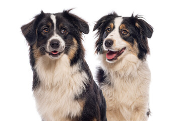 Two australian shepherd dogs panting and posing on a white background