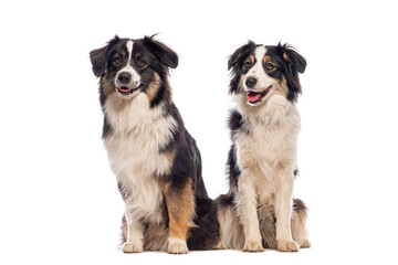 Fototapeta premium Studio shot of two australian shepherd dogs sitting and panting, isolated on white