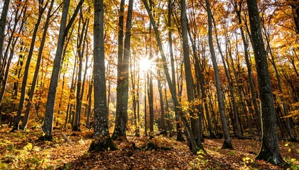 Obraz premium Autumn forest sunlight