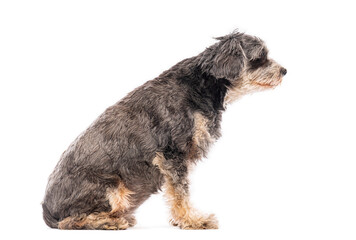 Adorable crossbreed dog sitting and looking to the right, isolated on a white background