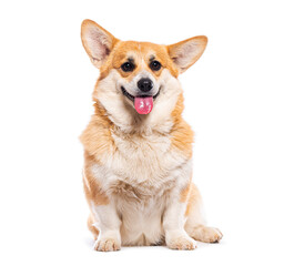 Studio shot of a pembroke welsh corgi panting and sitting on a white background