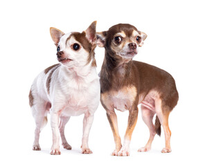 Two chihuahuas standing together and looking away on white background