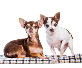 Two chihuahua dogs are posing on a checkered blanket against a white background