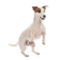 Jack russell terrier standing on hind legs on white background