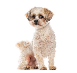Adorable shih tzu crossbreed dog sitting and looking at camera on white background