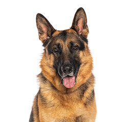 German shepherd dog panting and looking forward on a white background
