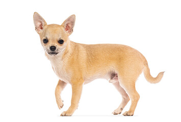Side view of a small tan chihuahua dog walking against a white background
