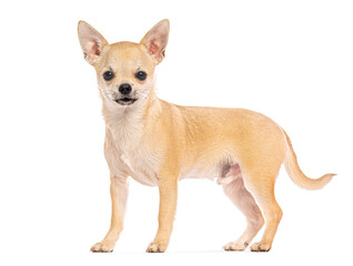Studio shot of a small chihuahua dog standing on a white background