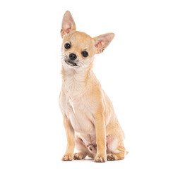 Small chihuahua puppy sitting and posing on a white background