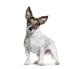 Adorable jack russell terrier standing and tilting its head with a curious expression on a white background