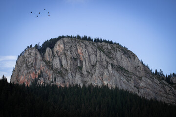 Birds Soar Above Rugged Romanian Mountain and Pine Forest Edge