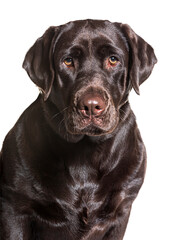 Obraz na płótnie Canvas Chocolate labrador retriever sitting and looking forward on a white background